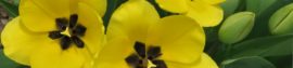 YELLOW TULIPS_opt