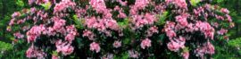 PINK FLOWERS_DOGWOOD_Jenkins_opt