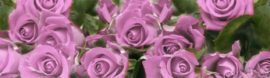 ROSES_PINK_full_opt