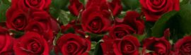 ROSES_full_opt